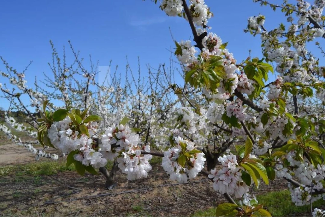 Terreno para Venda em Póvoa de Rio de Moinhos e Cafede Foto 6