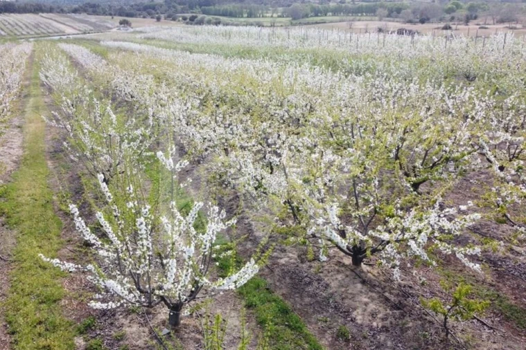 Terreno para Venda em Póvoa de Rio de Moinhos e Cafede Foto 3