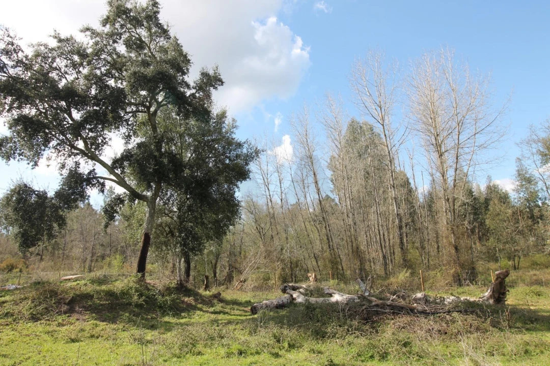 Moradia T2 para Venda em Nossa Senhora do Pranto Foto 30