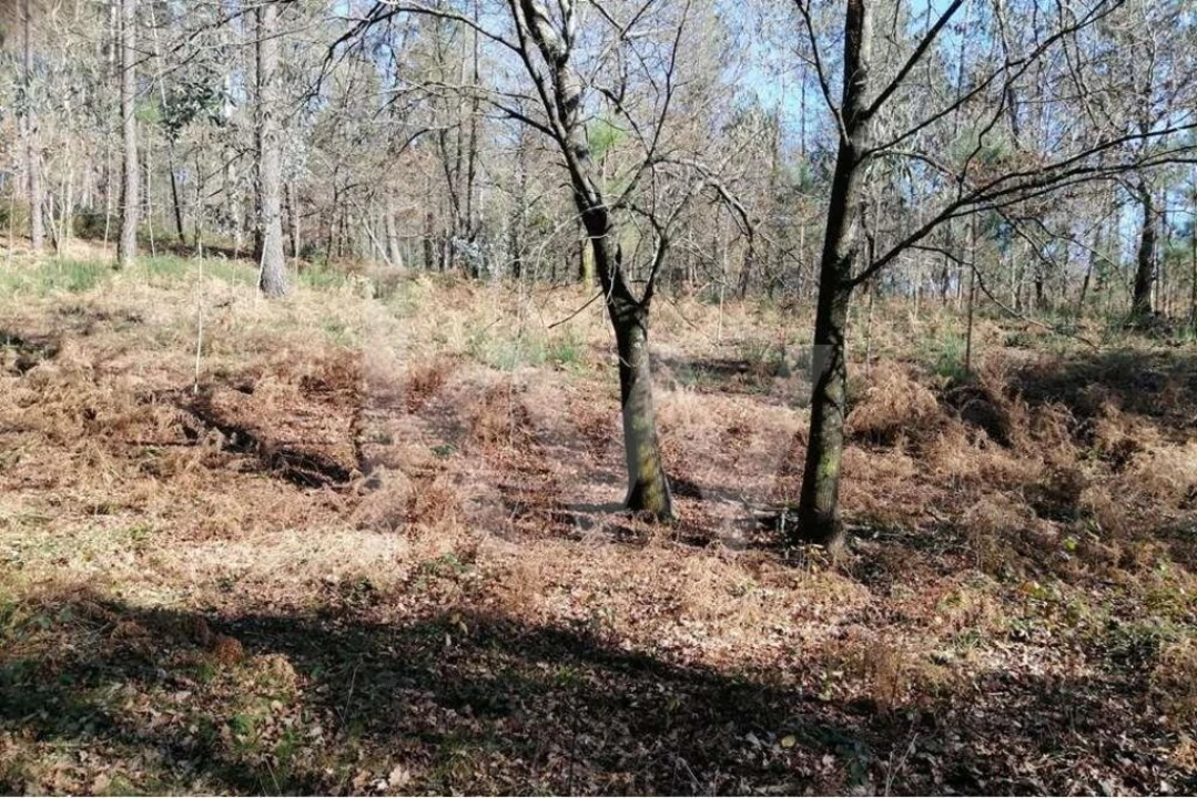 Terreno para Venda em Atiães Foto 3