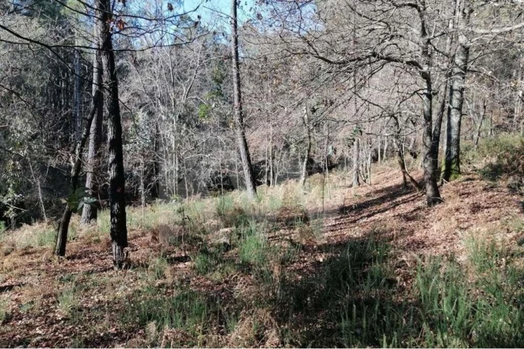 Terreno para Venda em Atiães
