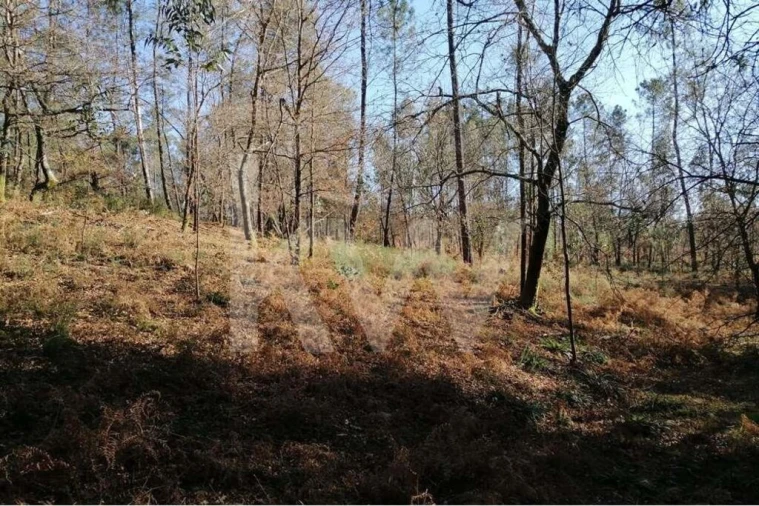 Terreno para Venda em Atiães Foto 2