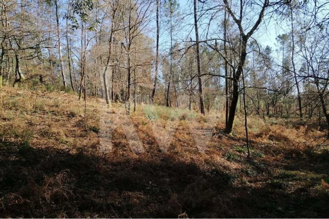 Terreno para Venda em Atiães Foto 2