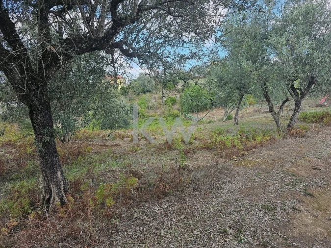 Terreno para Venda em Santo Antonio dos Olivais Foto 4