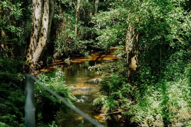 Terreno para Venda em Tabua Foto 14