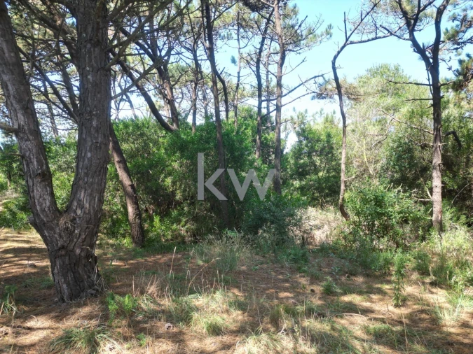 Terreno para Venda em Estela Foto 8