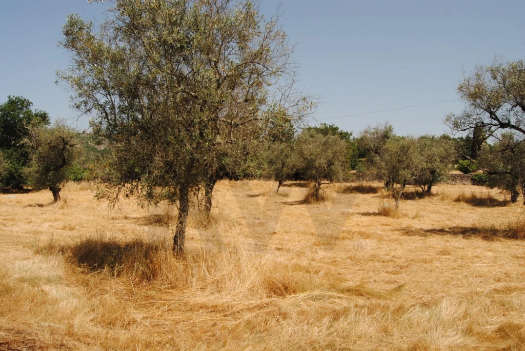 Quinta T6 para Venda em Dornelas Foto 32