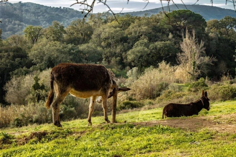 Terreno para Venda em Palmela Foto 36