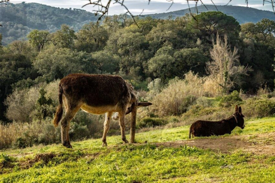 Terreno para Venda em Palmela Foto 36