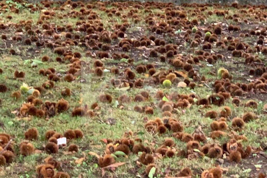 Quinta T5 para Venda em Seixas Foto 74