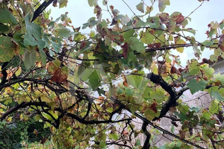 Quinta T5 para Venda em Seixas Foto 75