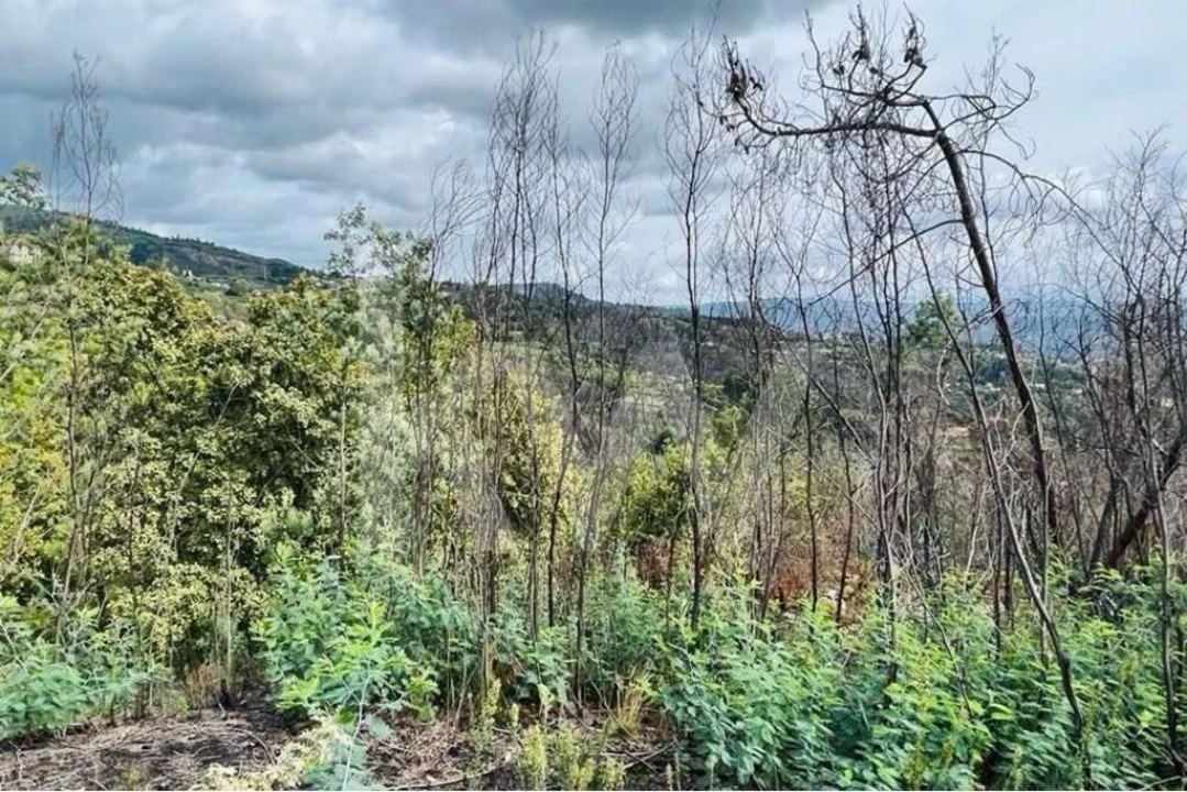 Terreno para Venda em Gove Foto 10