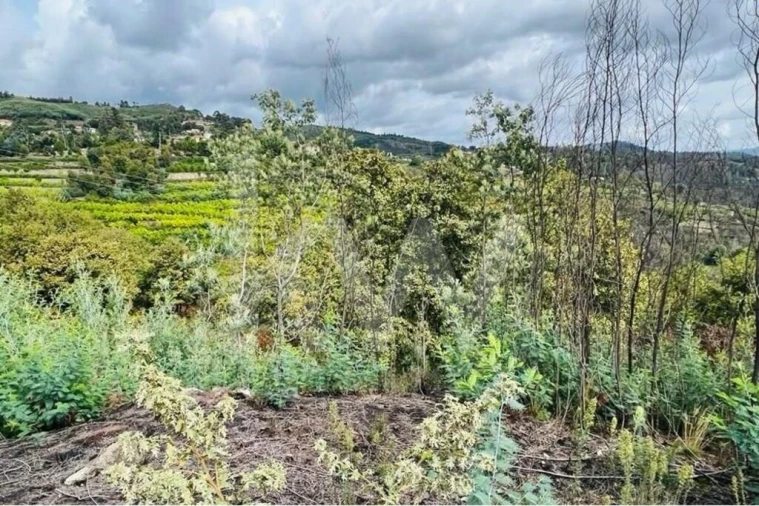 Terreno para Venda em Gove Foto 8