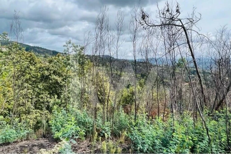 Terreno para Venda em Gove Foto 10