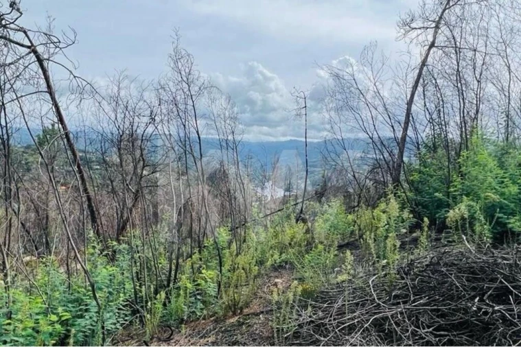 Terreno para Venda em Gove Foto 4