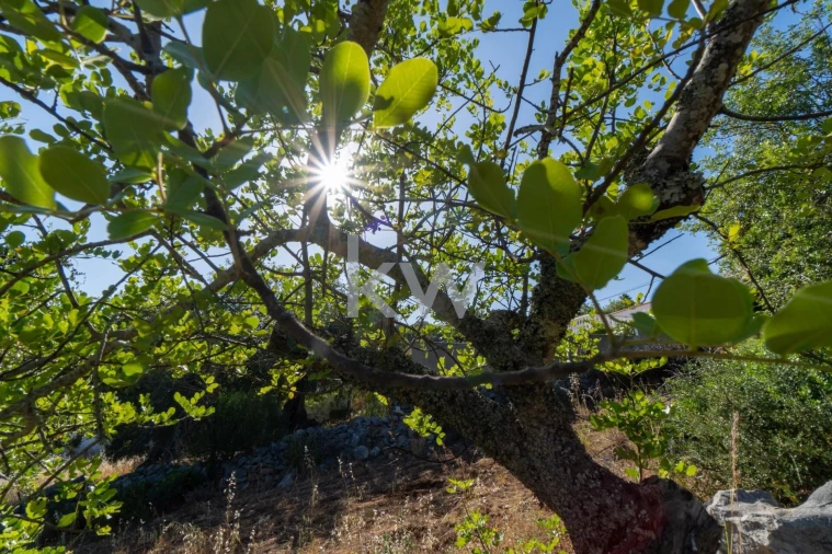 Terreno para Venda em São Brás de Alportel Foto 20