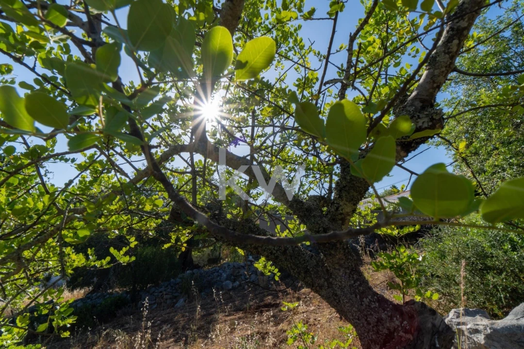 Terreno para Venda em São Brás de Alportel Foto 20
