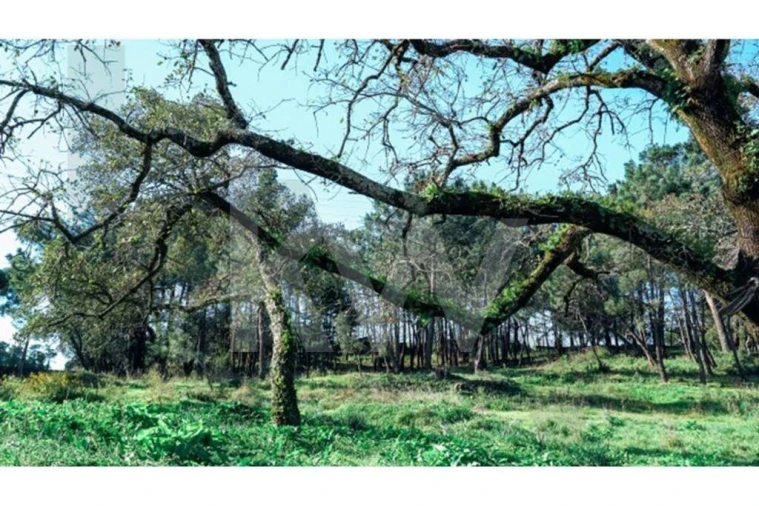 Terreno para Venda em Algueirão-Mem Martins Foto 12