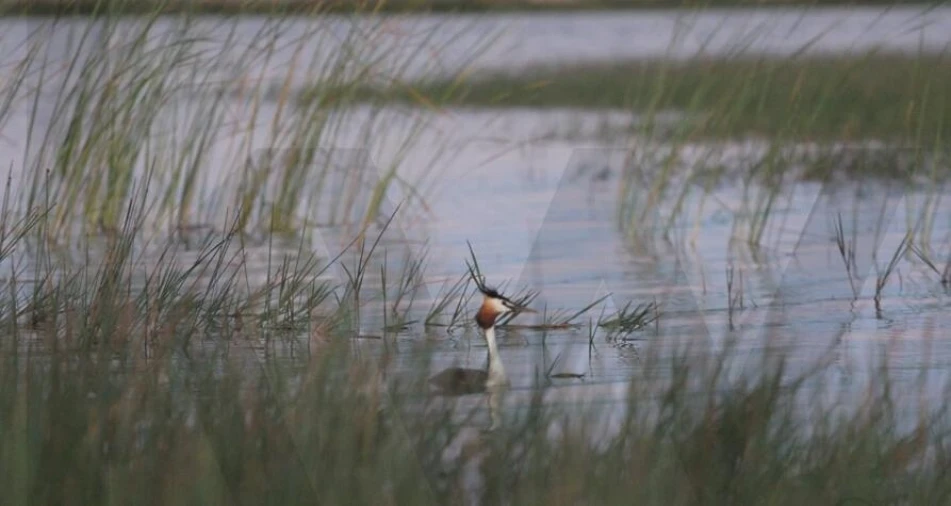 Quinta T34 para Venda em Cunheira Foto 43