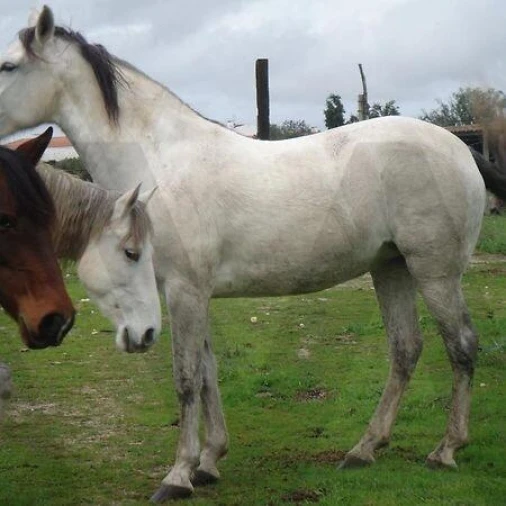 Quinta T34 para Venda em Cunheira Foto 39