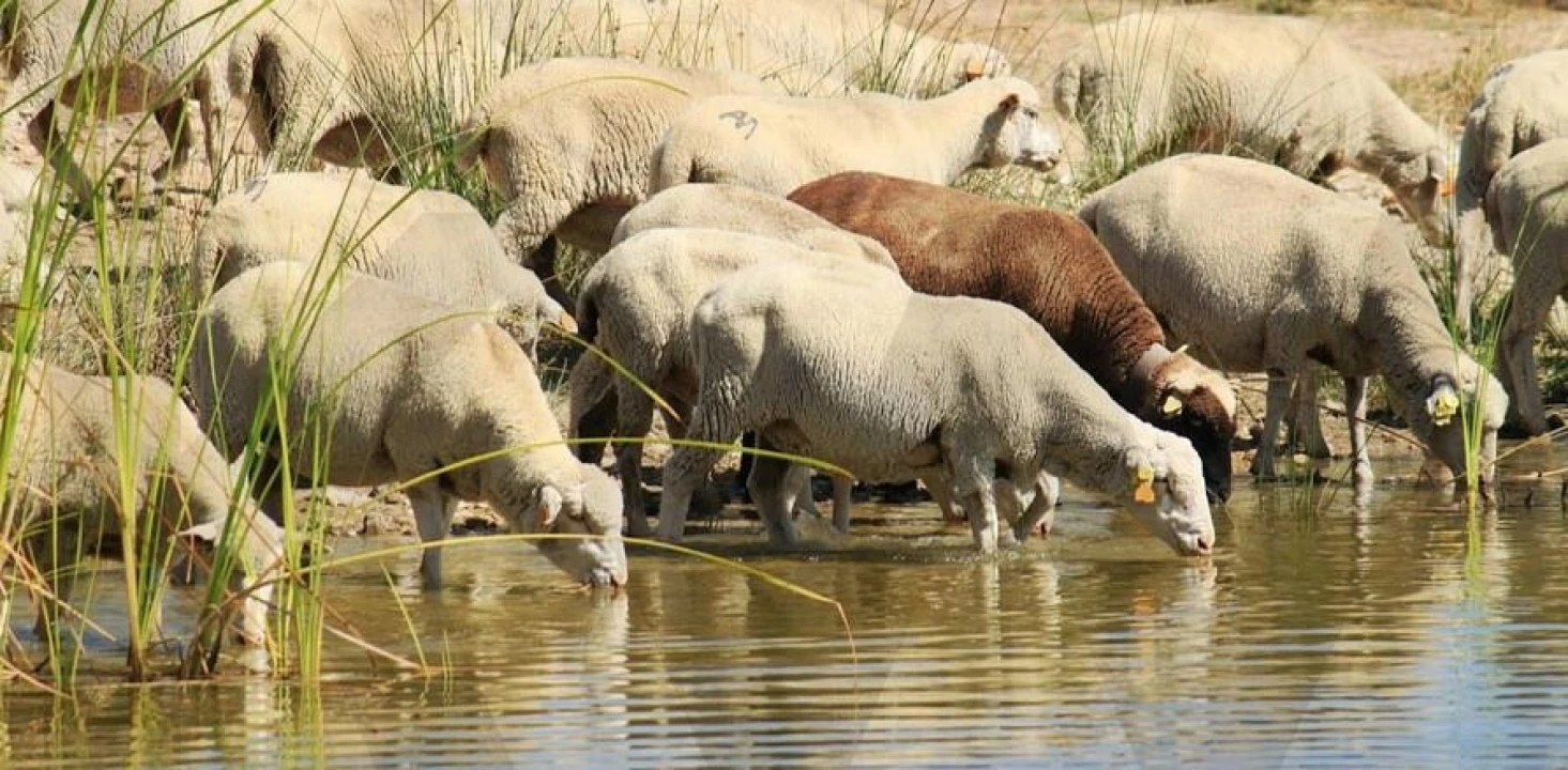 Quinta T34 para Venda em Cunheira Foto 44