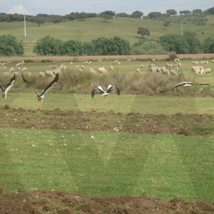 Quinta T34 para Venda em Cunheira Foto 42