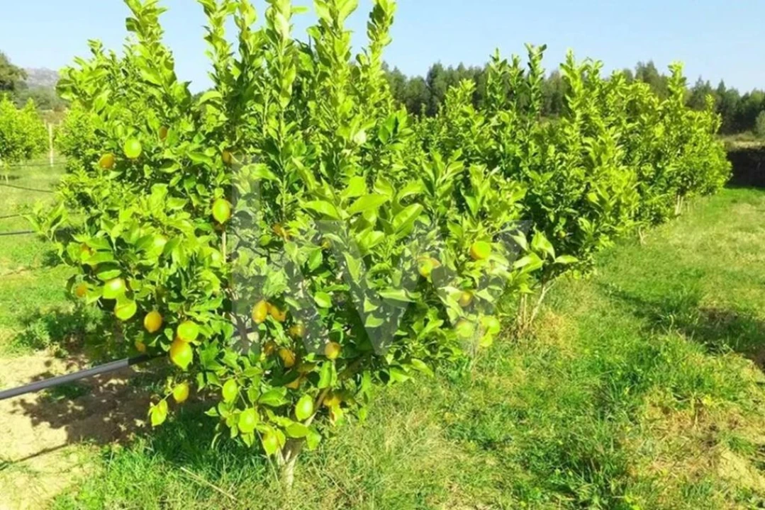 Terreno para Venda em Louriçal do Campo Foto 2
