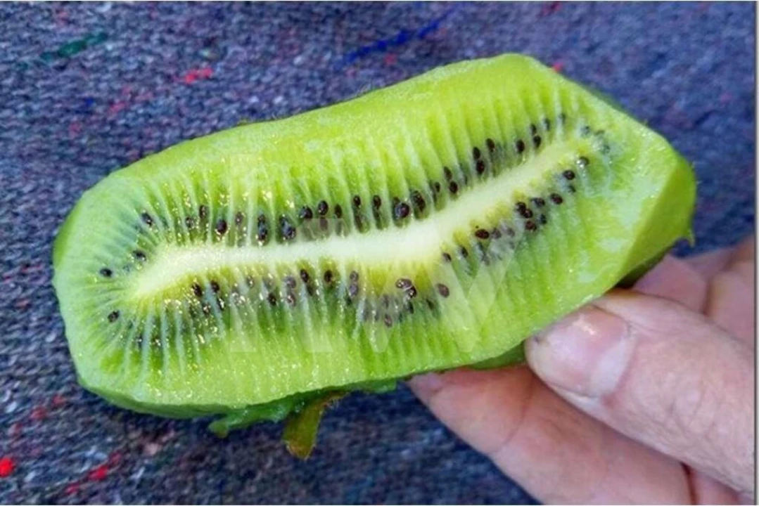 Terreno para Venda em Louriçal do Campo Foto 12
