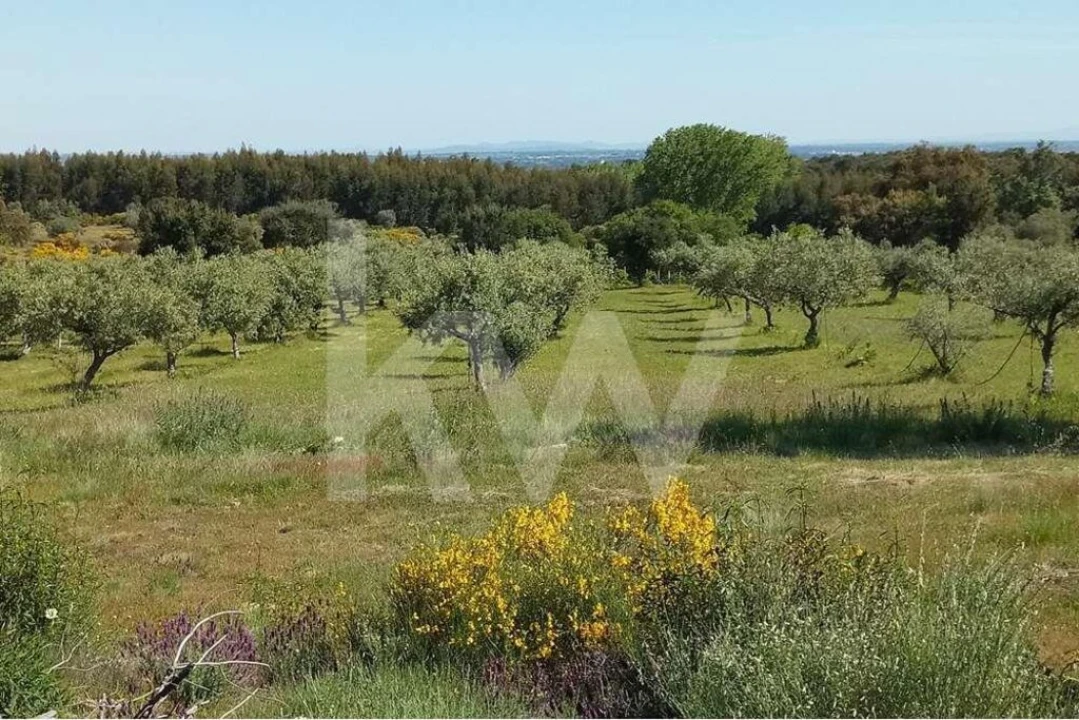 Terreno para Venda em Louriçal do Campo Foto 23