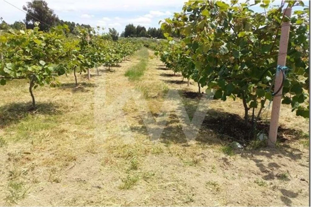 Terreno para Venda em Louriçal do Campo Foto 7