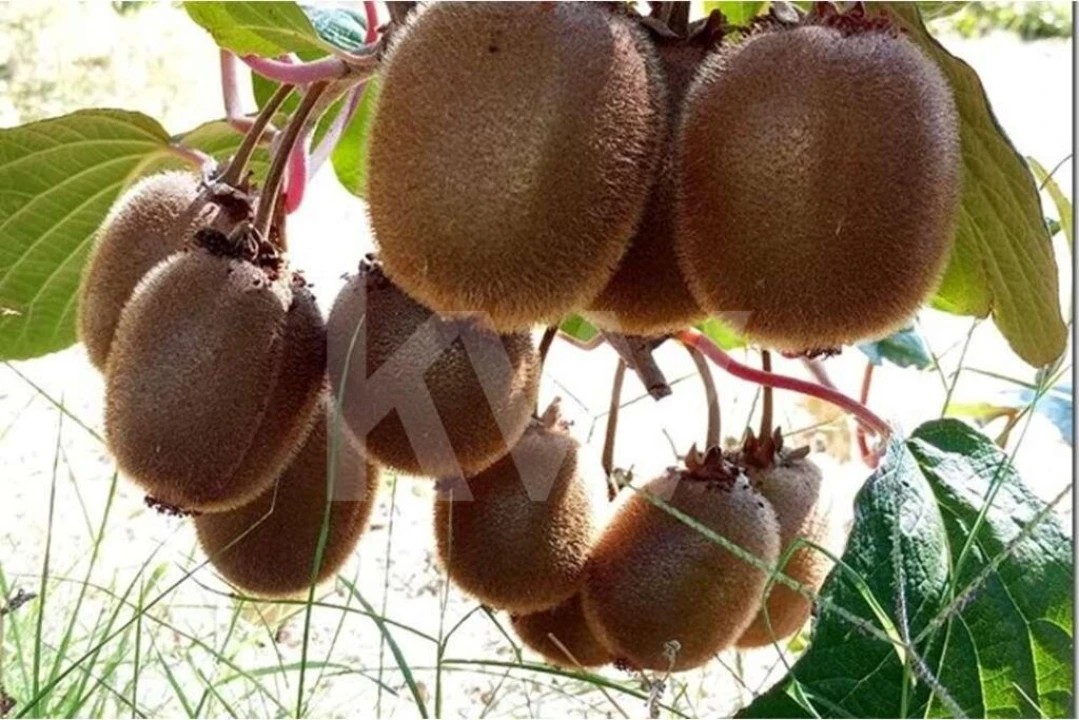 Terreno para Venda em Louriçal do Campo Foto 8