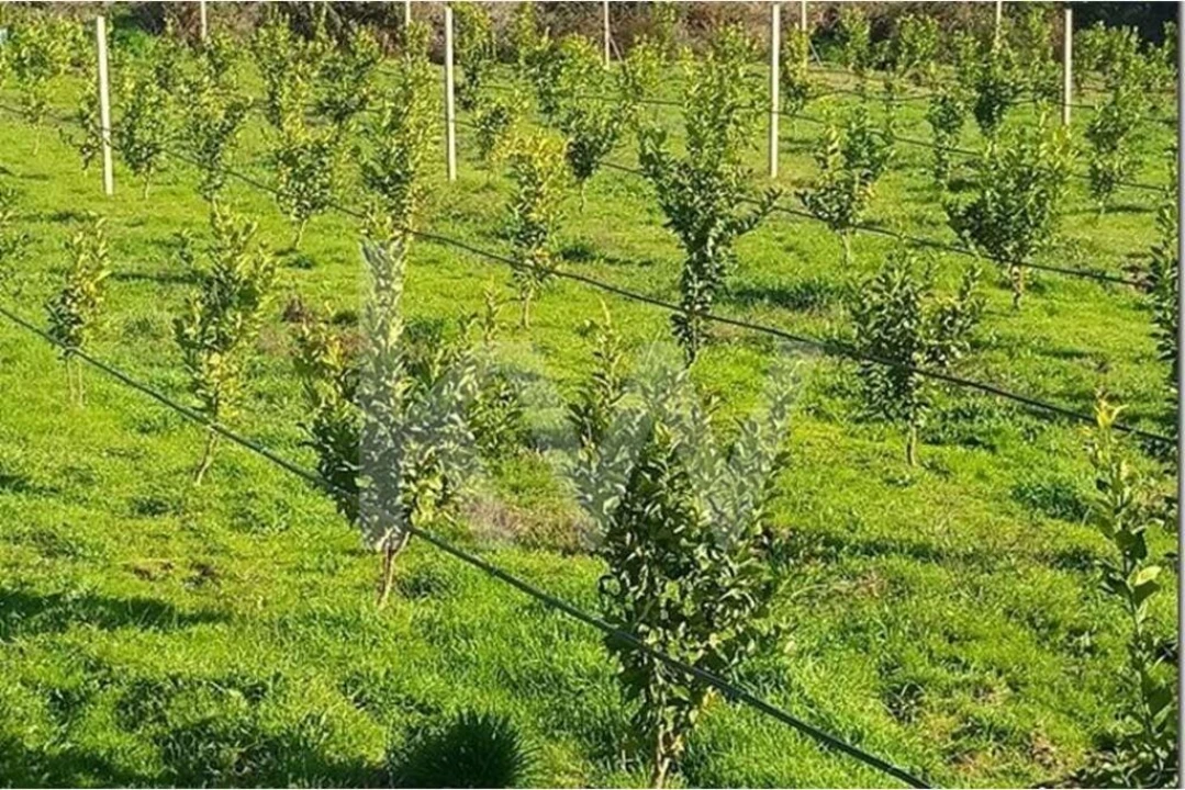 Terreno para Venda em Louriçal do Campo Foto 3
