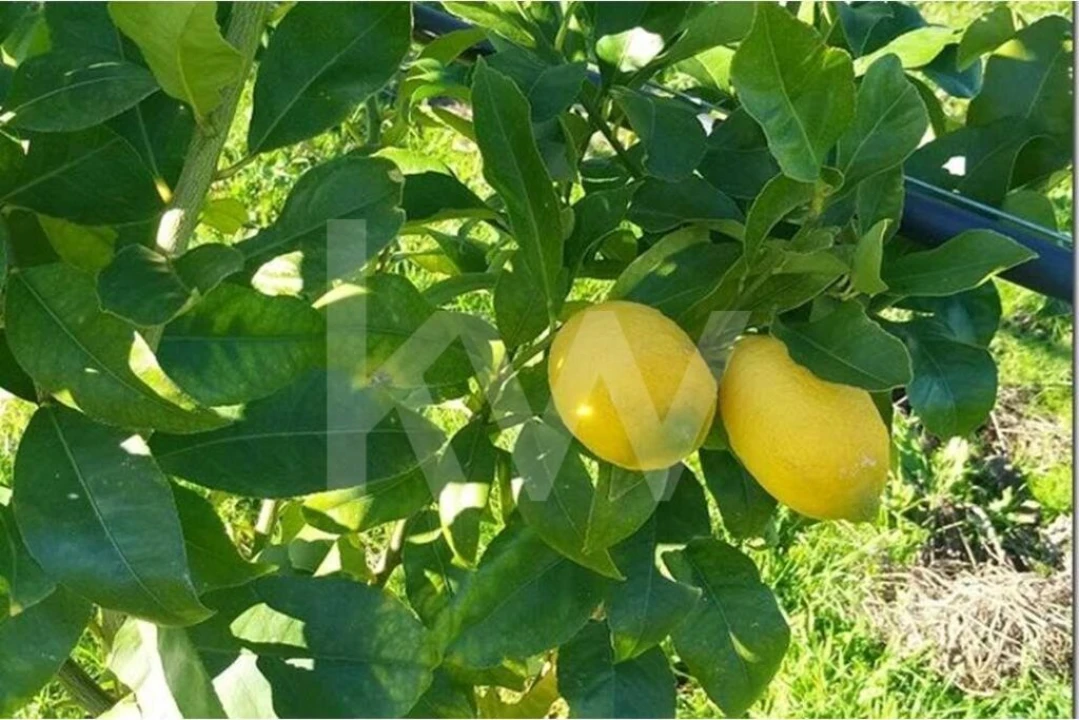 Terreno para Venda em Louriçal do Campo Foto 22