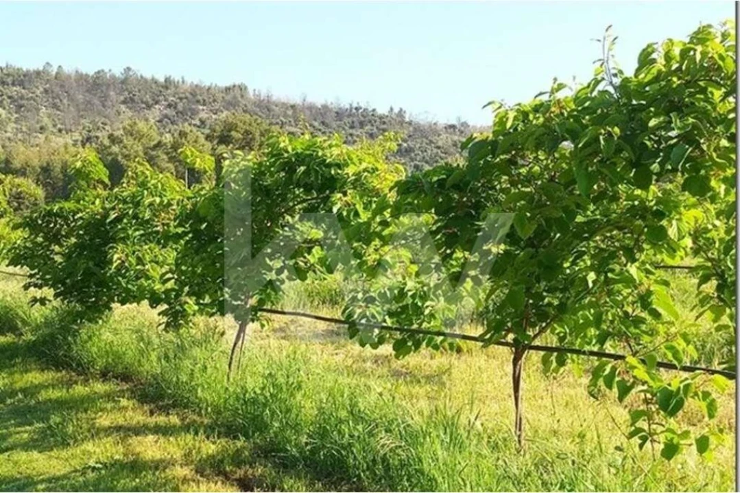 Terreno para Venda em Louriçal do Campo Foto 11