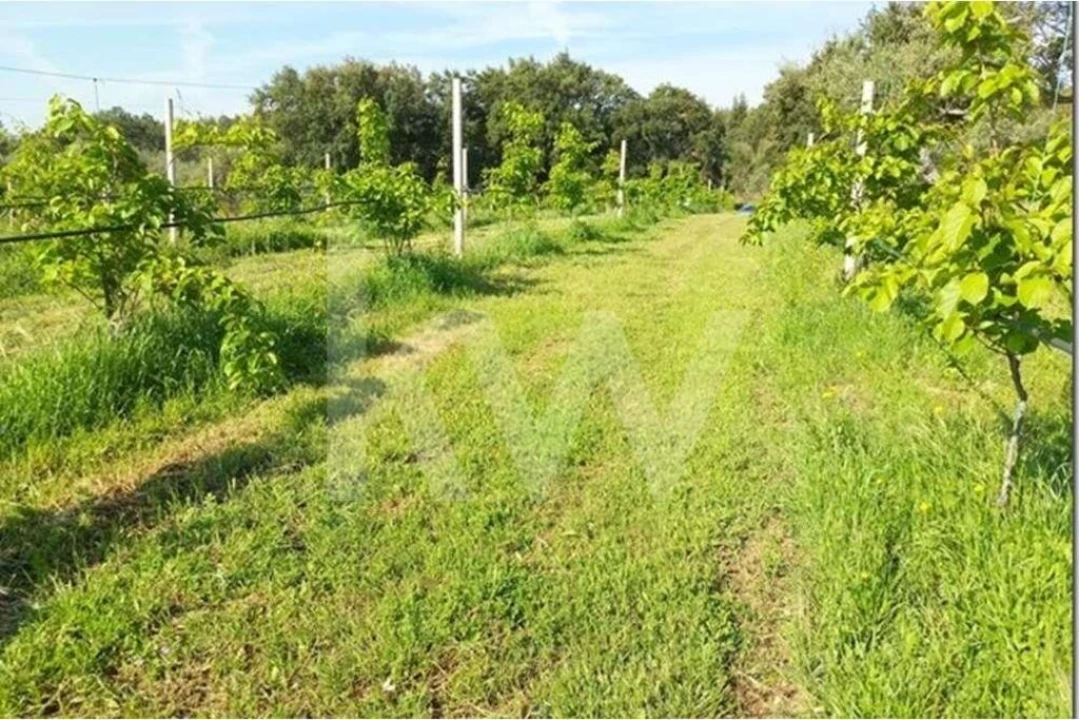 Terreno para Venda em Louriçal do Campo Foto 20
