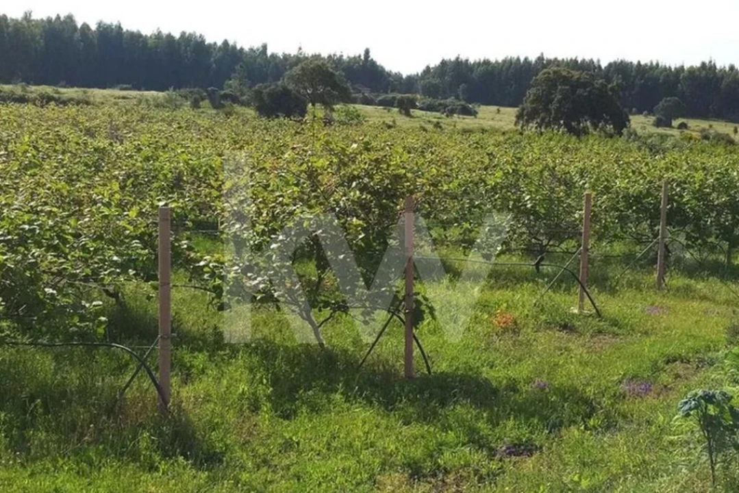 Terreno para Venda em Louriçal do Campo Foto 25