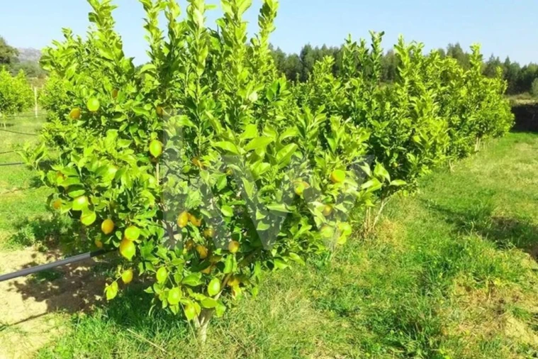 Terreno para Venda em Louriçal do Campo Foto 2