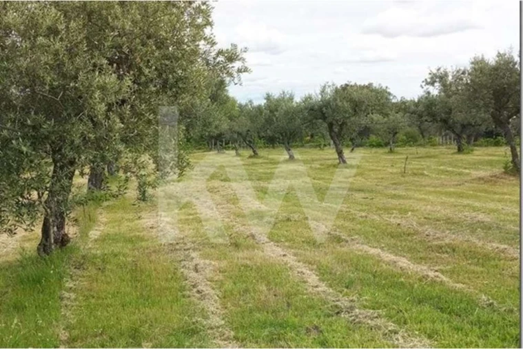 Terreno para Venda em Louriçal do Campo Foto 17