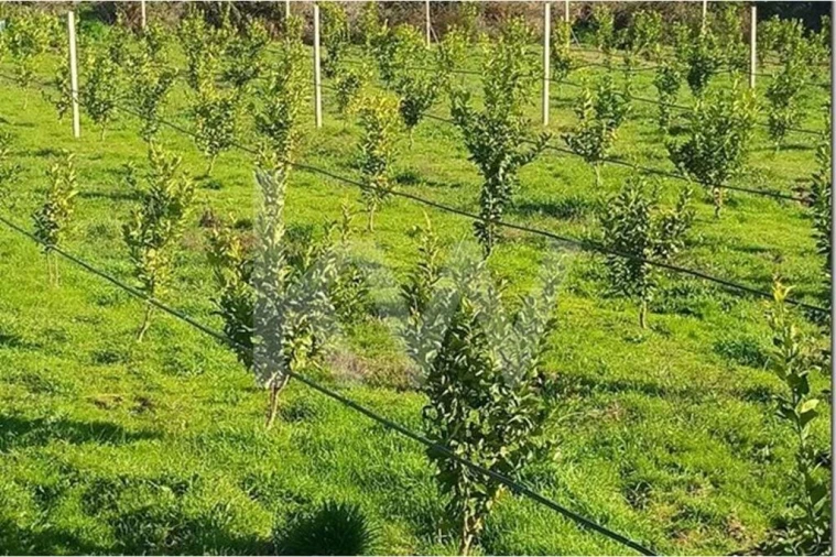 Terreno para Venda em Louriçal do Campo Foto 3