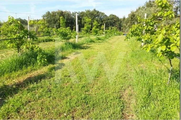 Terreno para Venda em Louriçal do Campo Foto 20