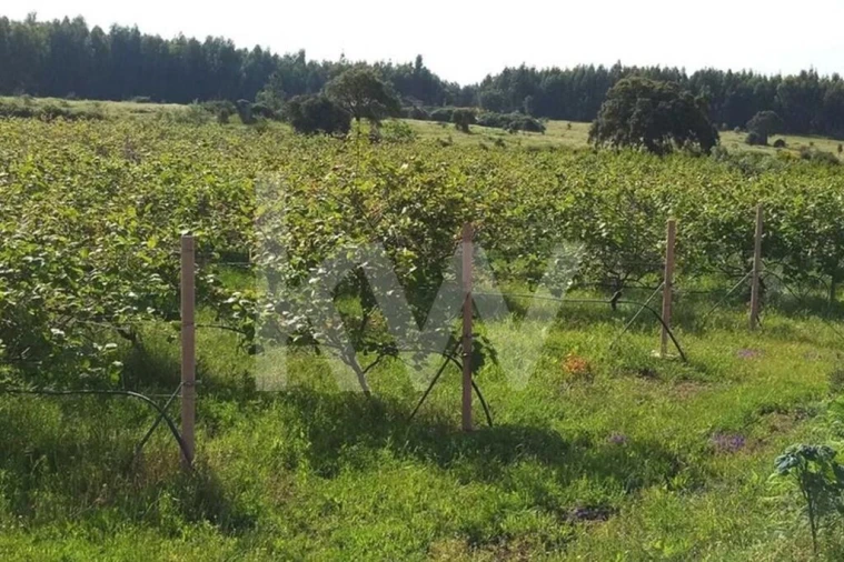 Terreno para Venda em Louriçal do Campo Foto 25