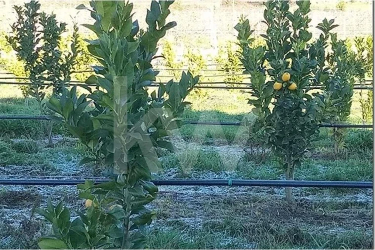Terreno para Venda em Louriçal do Campo Foto 19