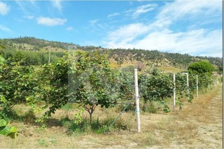 Terreno para Venda em Louriçal do Campo Foto 9