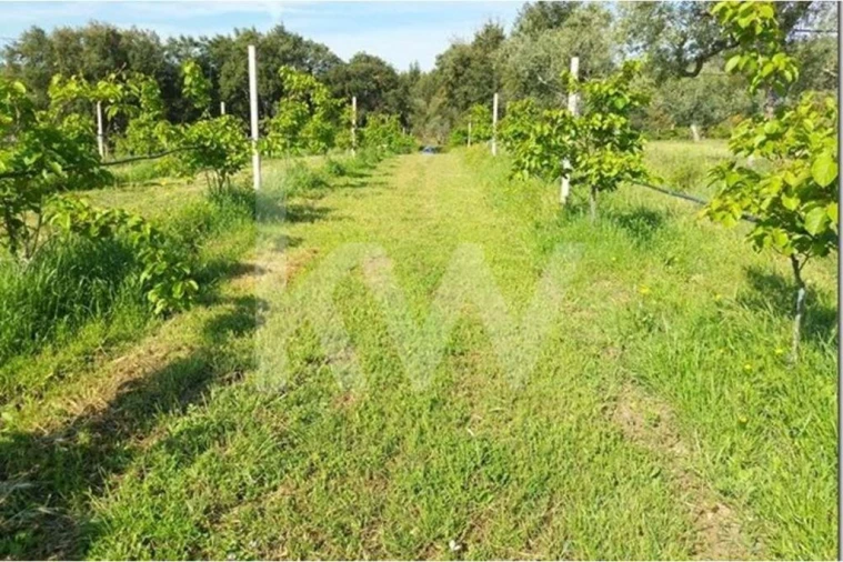 Terreno para Venda em Louriçal do Campo Foto 18