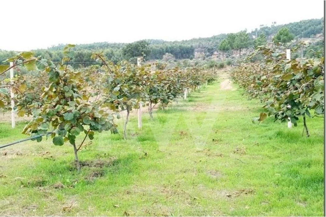 Terreno para Venda em Louriçal do Campo Foto 14