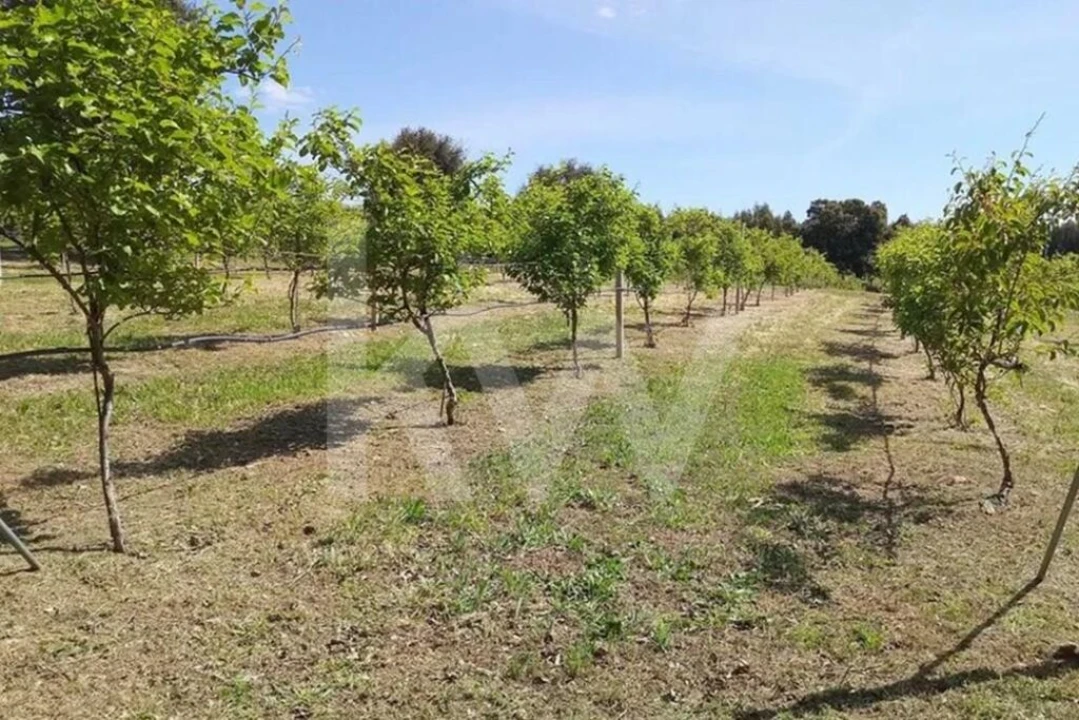 Terreno para Venda em Louriçal do Campo Foto 1