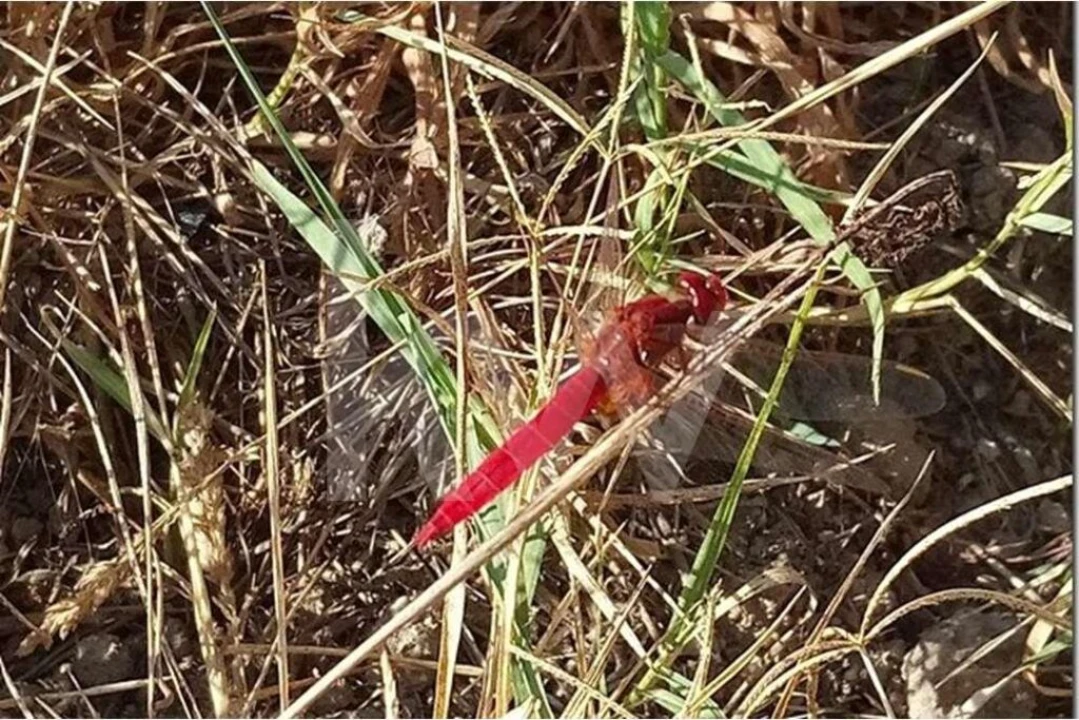 Terreno para Venda em Louriçal do Campo Foto 13