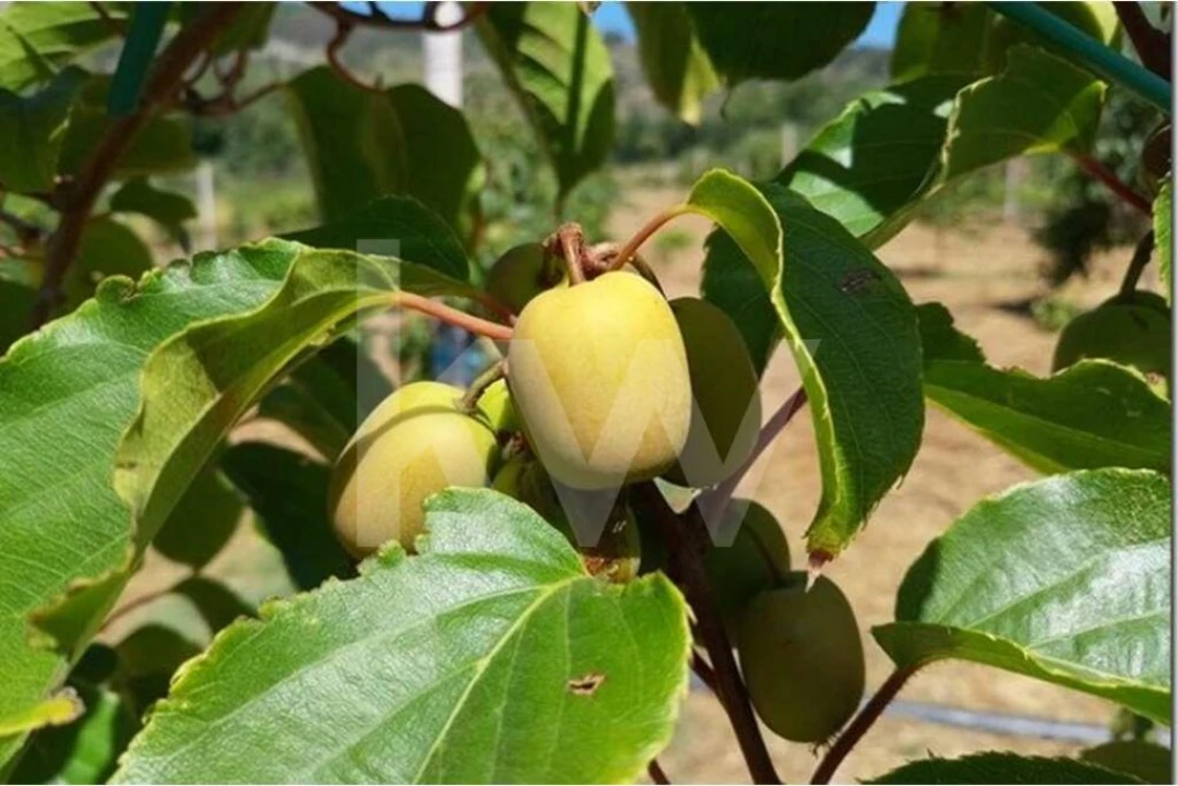 Terreno para Venda em Louriçal do Campo Foto 4