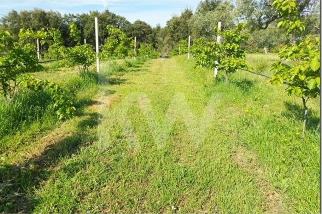 Terreno para Venda em Louriçal do Campo Foto 18