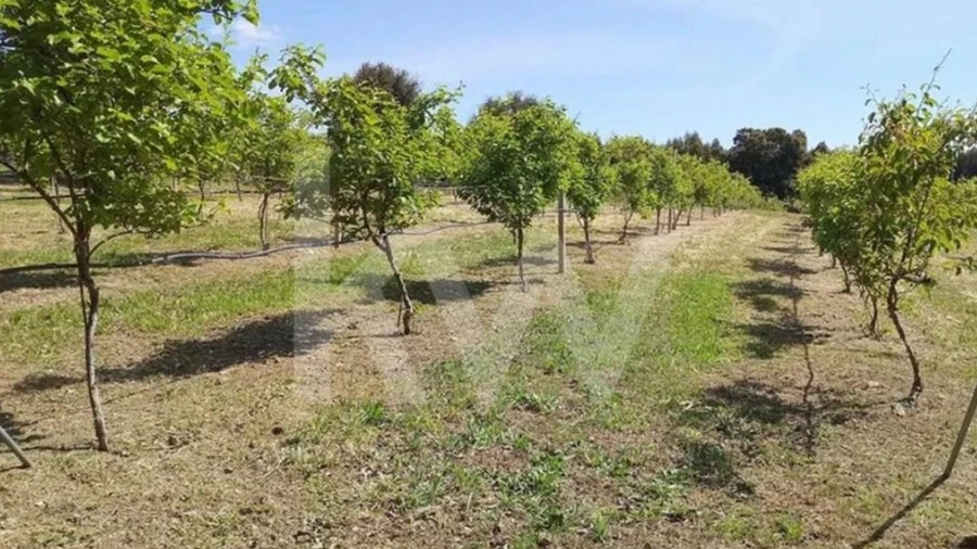 Terreno para Venda em Louriçal do Campo